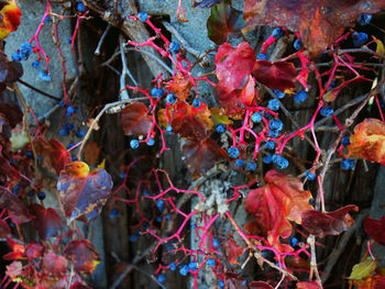 Close-up of maple leaves on branch