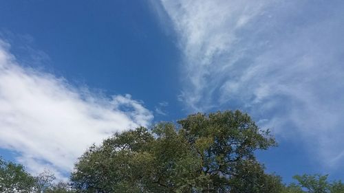 Low angle view of trees against blue sky