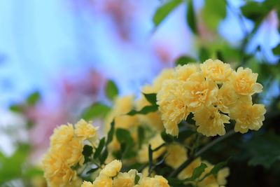 Close-up of fresh yellow flowers blooming outdoors