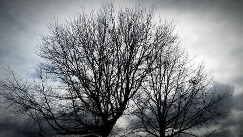 Low angle view of bare tree against sky