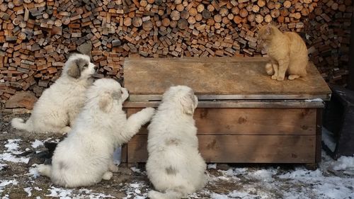 View of two cats sitting on snow