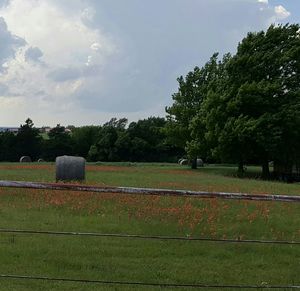 Scenic view of grassy field against sky