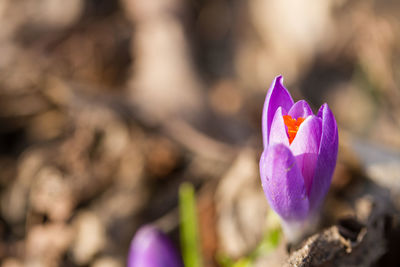 Close-up of purple crocus