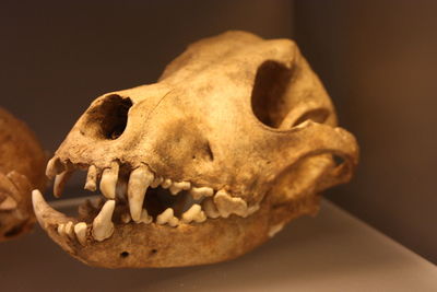 Close-up of animal skull