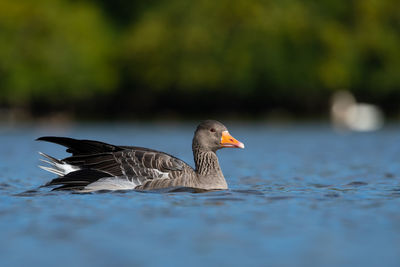 Close-up of bird