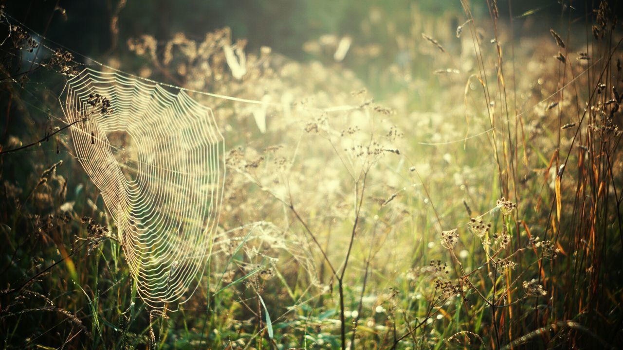 CLOSE-UP OF SPIDER WEB ON PLANT