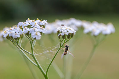 Close-up of insect on white flower