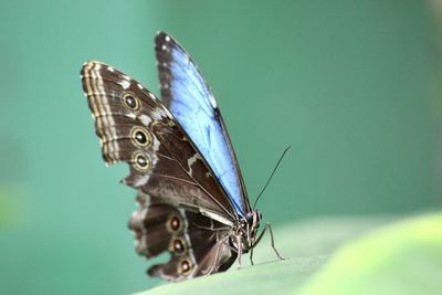Close-up of butterfly