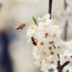 Close-up of bee pollinating on cherry blossom