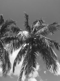 Low angle view of palm trees against sky