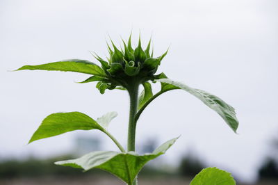 Close-up of fresh green plant against clear sky
