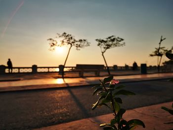 Silhouette trees by plants against sky during sunset