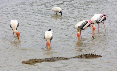 Birds in lake