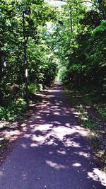 Road passing through forest