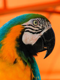 Close-up of parrot perching outdoors