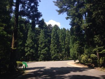 Footpath amidst trees