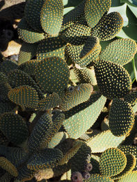 Full frame shot of succulent plant