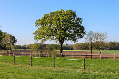 Trees on field against sky