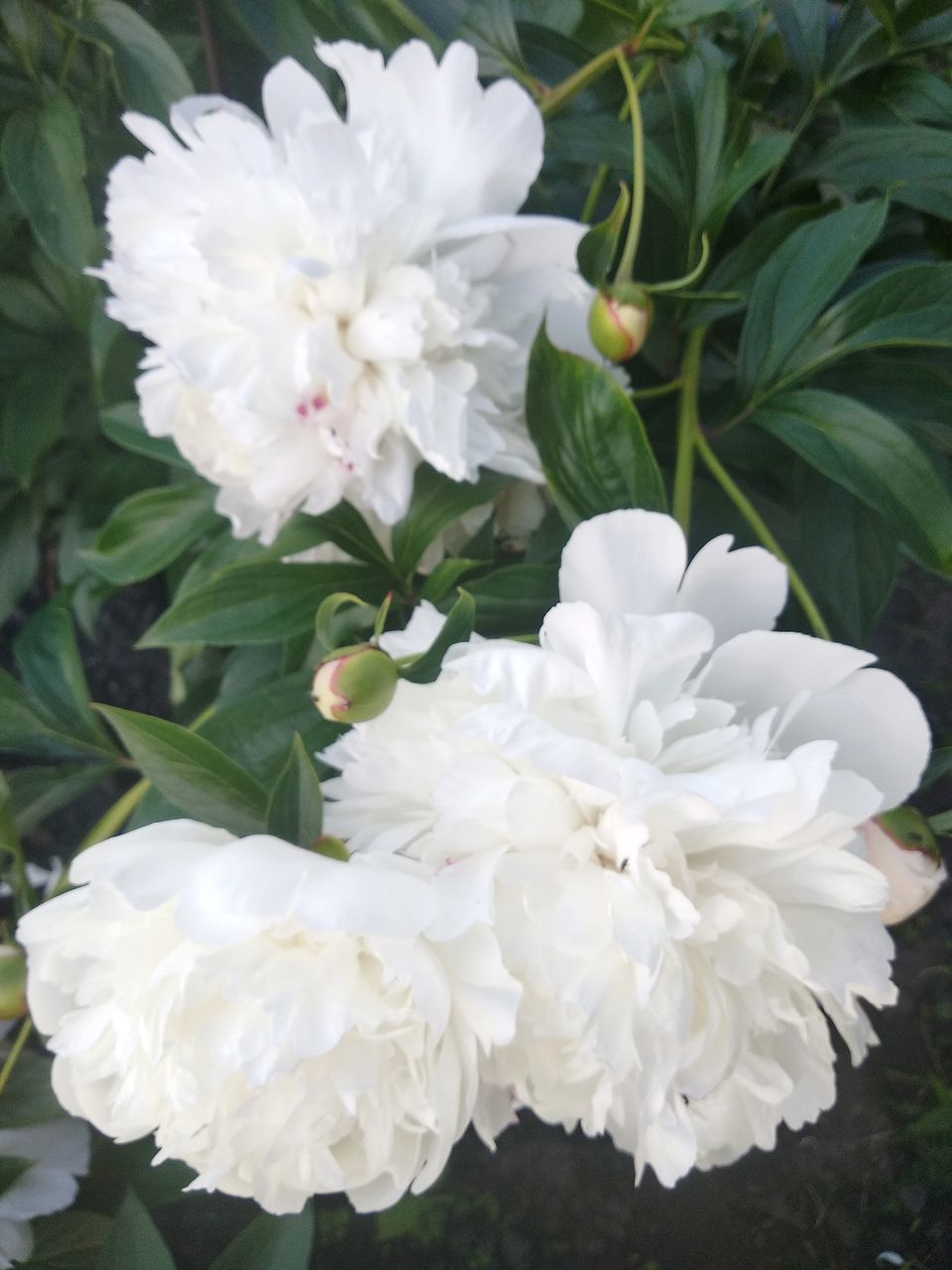 CLOSE-UP OF WHITE FLOWER