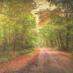 Road passing through forest