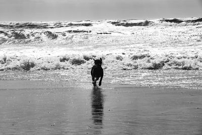 Dog running on shore at beach