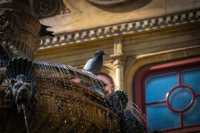 Low angle view of bird perching on roof of building