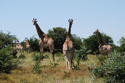 Giraffe standing on grass against clear sky