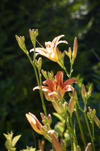 Close-up of flowering plant on field