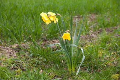 Close-up of yellow crocus flowers on field