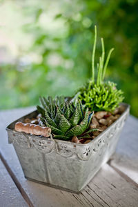 Close-up of potted plant on table