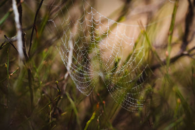 Close-up of spider web