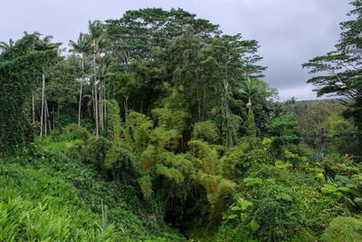 Scenic view of forest against sky