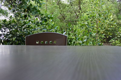 Close-up of plants against trees