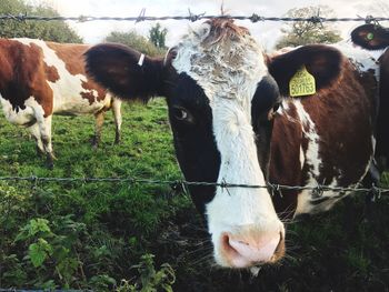 Cows in a field