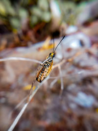 Close-up of butterfly