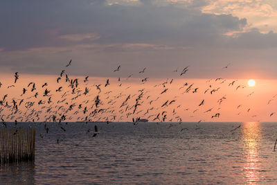 Flock of birds flying over sea