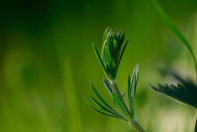 Close-up of stalks in field