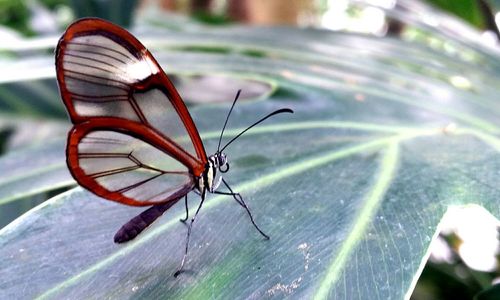 Close-up of insect