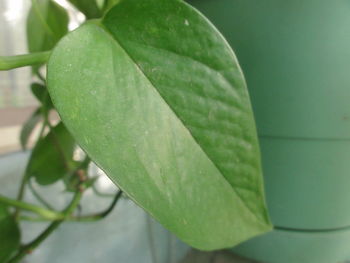 Close-up of plant