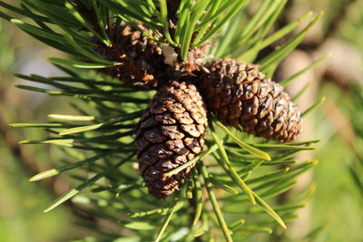 Close-up of pine cone on branch