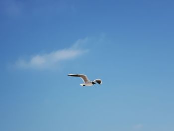 Low angle view of seagull flying in sky