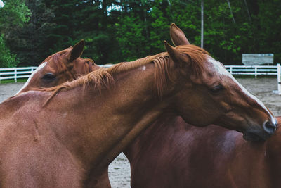 Close-up of horses against trees