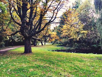 Trees on grassy field