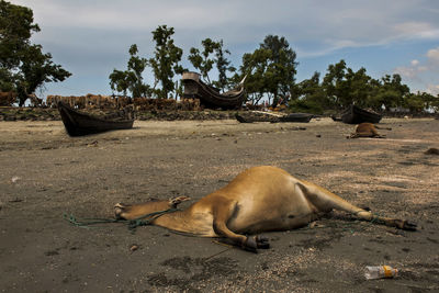 View of a sleeping resting on beach