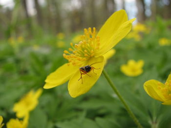 Close-up of bee on yellow flower