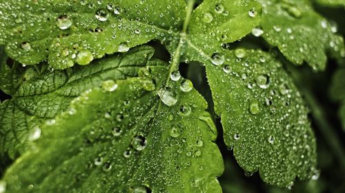 Close-up of wet leaves on rainy day