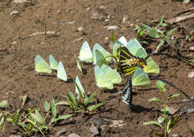 High angle view of butterfly on leaves