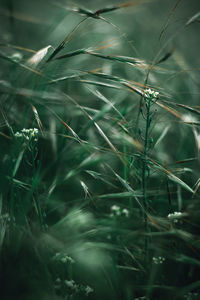 Full frame shot of grass