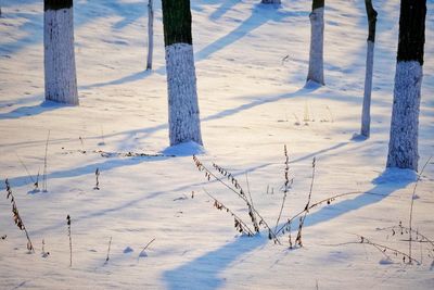 Bare tree on snow covered field