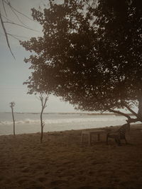 Trees on beach against sky